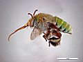 Amegilla aeruginosa male.jpg
