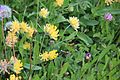 Anthyllis vulneraria ssp. alpestris 3216.jpg
