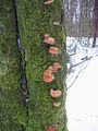 2010-02 Wittekindsweg Nonnenstein-Heidbrink 030.jpg
