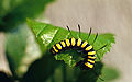 Acronicta alni larva.jpg