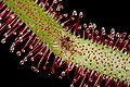 Drosera capensis leaf 2 Darwiniana.jpg
