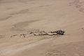Laika ac Wreck of the Edward Bohlen (8417483631).jpg