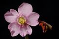 Drosera natalensis flower Darwiniana.jpg