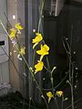 Genlisea aurea flower 3 Darwiniana.jpg