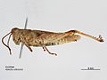 Ablectia rufescens f.jpg