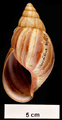 Achatina fulica shell sinistral.png