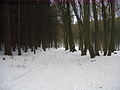 2010-02 Wittekindsweg Nonnenstein-Heidbrink 053.jpg