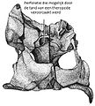 Drawing with caudal view on the braincase of Olorotitan arharensis Godefroit et al., 2003 (holotype AEHM 2-845). Indication of possible theropod toothmark. Upper Cretaceous of Kundur, Russia.jpg