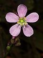 Drosera filiformis flower Darwiniana.jpg