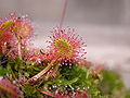 Drosera rotundifolia leaf Darwiniana.jpg