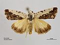 Acontia clerana dorsal.jpg