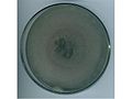 8 day old culture of Curvularia oryzae grown on PDA.jpg