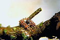 Adelges piceae 2252066.jpg