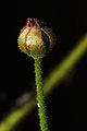 Drosera indica fruit Darwiniana.jpg