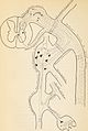 Archives of neurology and psychopathology. (1900) (14778577312).jpg