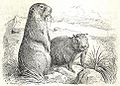 Heubach marmot.jpg