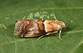 Acrobasis tumidana 5410915.jpg