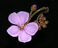 Drosera graomogolensis flower Darwiniana.jpg