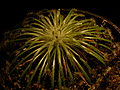 Drosera broomensis Darwiniana.jpg