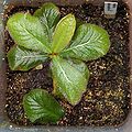 Drosera schizandra Darwiniana.jpg