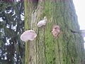 2010-02 Wittekindsweg Nonnenstein-Heidbrink 035.jpg