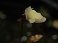 Genlisea filiformis flower Darwiniana.jpg