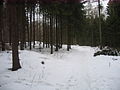 2010-02 Wittekindsweg Nonnenstein-Heidbrink 016.jpg