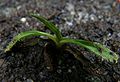 Drosera arcturi Darwiniana.jpg