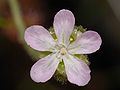 Drosera scorpioides flower Darwiniana.jpg