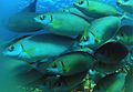 Rabbitfish closeup gopro.jpg