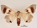 Achaea argilla female ventral.jpg