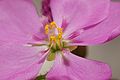 Drosera capensis flower Darwiniana.jpg