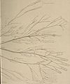 Nervous and mental diseases (1911) (14591570508).jpg