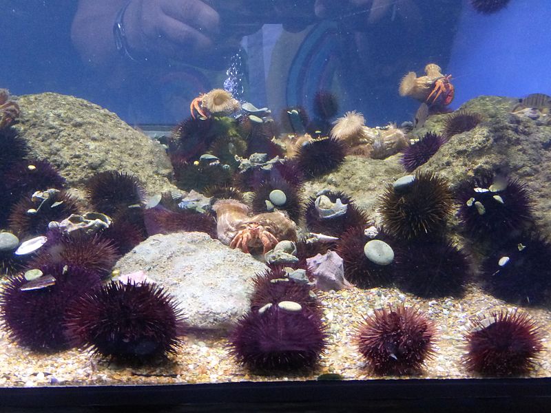 File:" l'oceanographic" a valence - panoramio.jpg