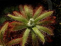 Drosera graomogolensis 2 Darwiniana.jpg