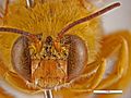 Amegilla (Asaropoda) bombiformis Head front - female.jpg