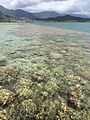 Reef flat Lilipuna pier.jpg
