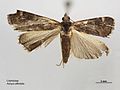 Achyra affinitalis dorsal.jpg