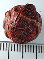 Drosera whittakeri tuber 2 Darwiniana.jpg