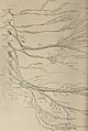 Nervous and mental diseases (1911) (14591584358).jpg