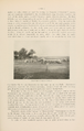 NovitatesZoologicae18 459.png