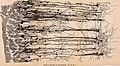 Archives of neurology and psychopathology. (1900) (14592346899).jpg