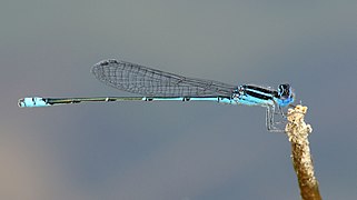 Azuragrion nigridorsum 2016 10 08 12 08 22 5631.jpg
