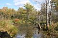 Fall scene at Great Bay NWR (4150306602).jpg