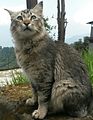 Mr cat.jpg