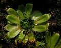Drosera pulchella gemmae Darwiniana.jpg