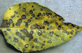 'Cercospora capsici.jpg