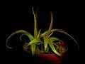 Drosera regia 2 Darwiniana.jpg
