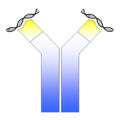 ANA - dsDNA antibody.png