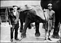 Elephant calf and two men (6211193430).jpg